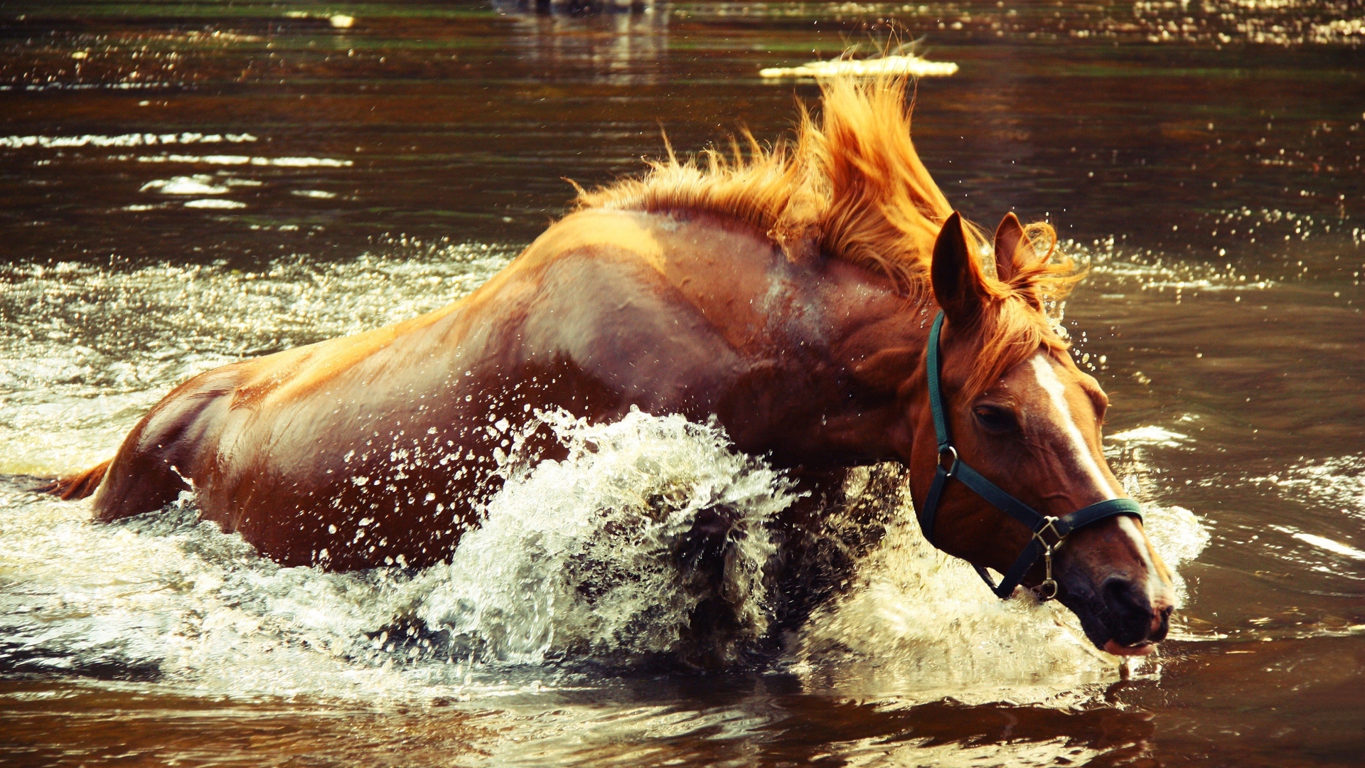 Купание коня лошадь вода  