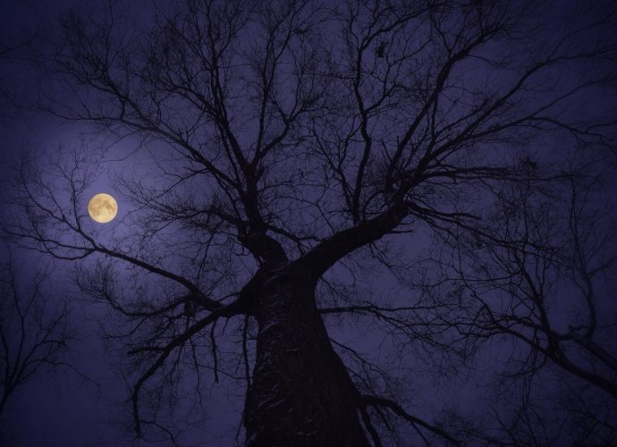 Зловещее полнолуние ночь луна лес  
