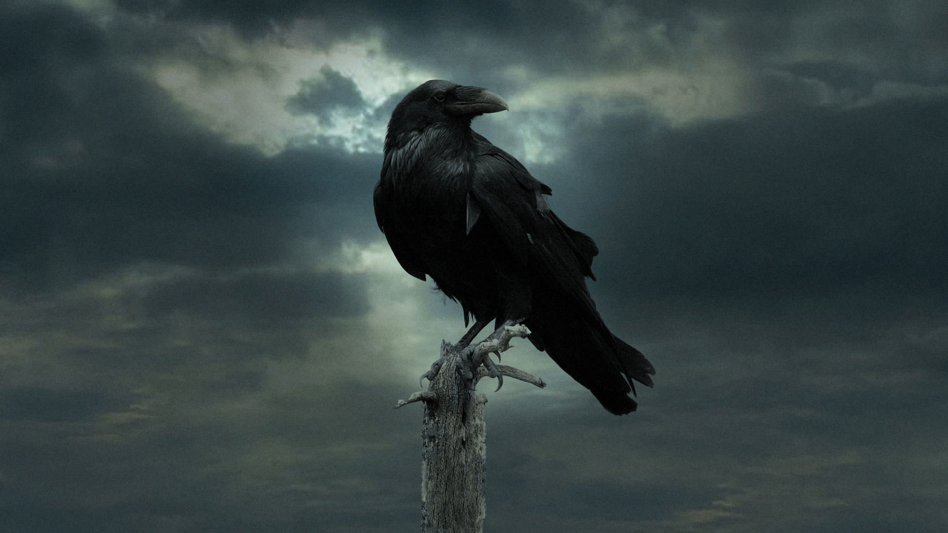 Черный ворон птицы ворон  