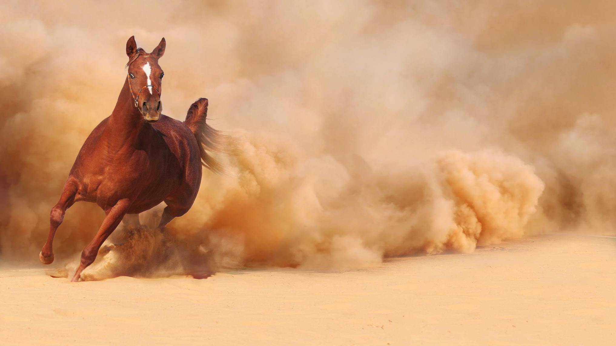Мчащийся конь пыль пустыня лошадь  