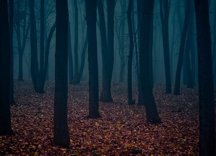 Осенний лес туман осень лес  
