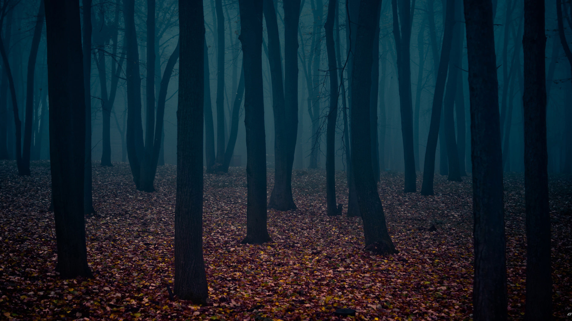 Осенний лес туман осень лес  