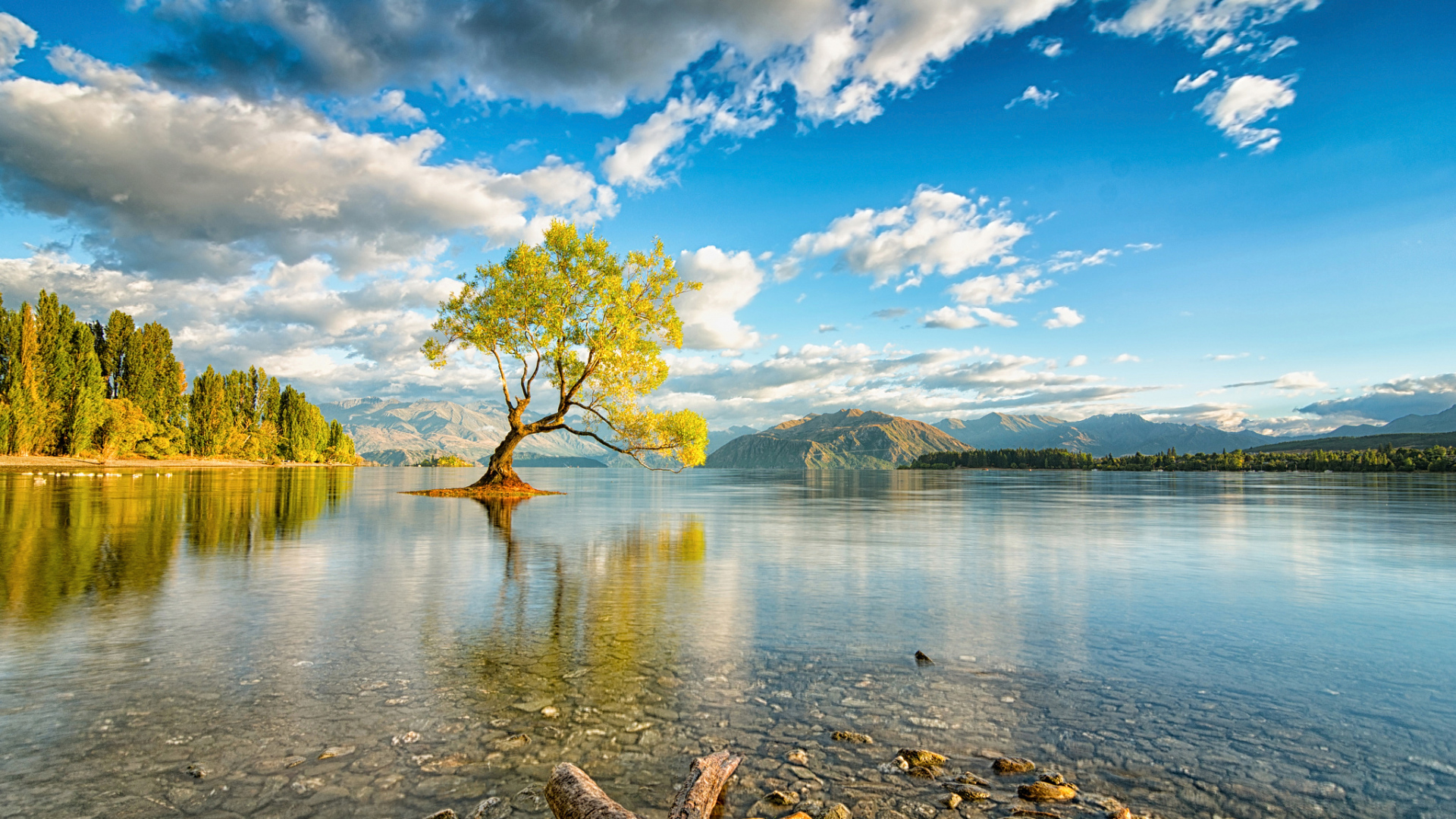 Озеро Ванака, Новая Зеландия озеро дерево вода  
