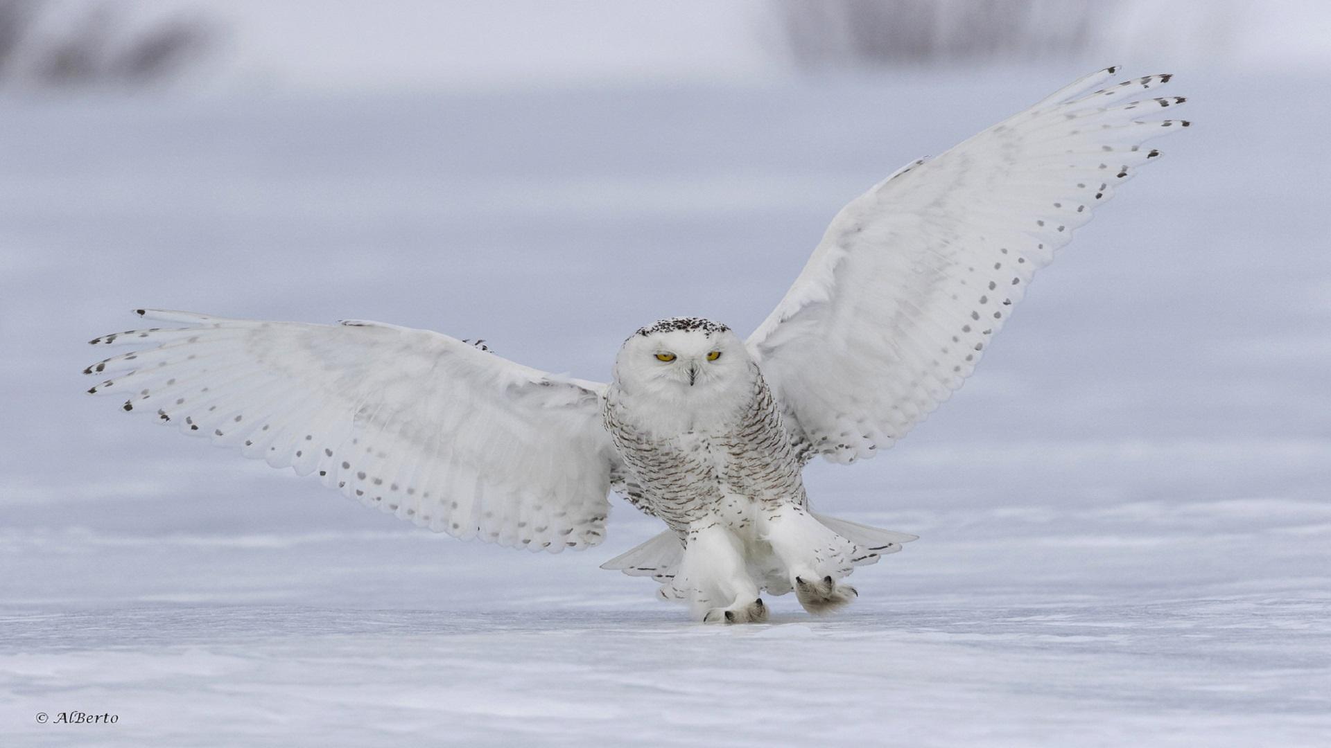 Полярная сова сова снег зима  