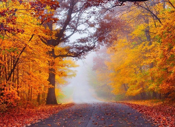 Дорога в осеннем лесу туман осень лес дорога  