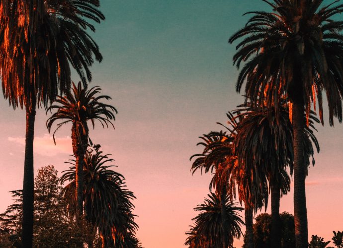 Голливудские аллеи США пальмы закат дорога дерево  
