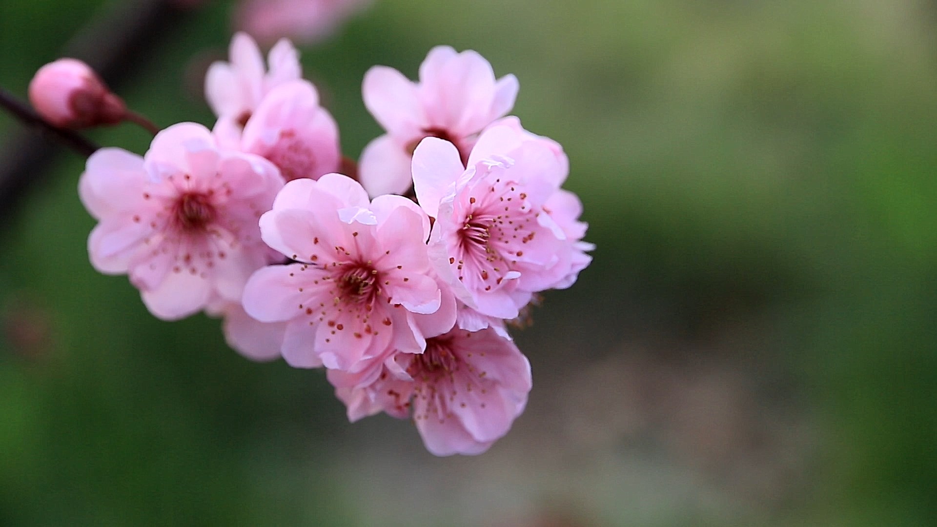 Сакура в полном цвету цветы сакура вишня  
