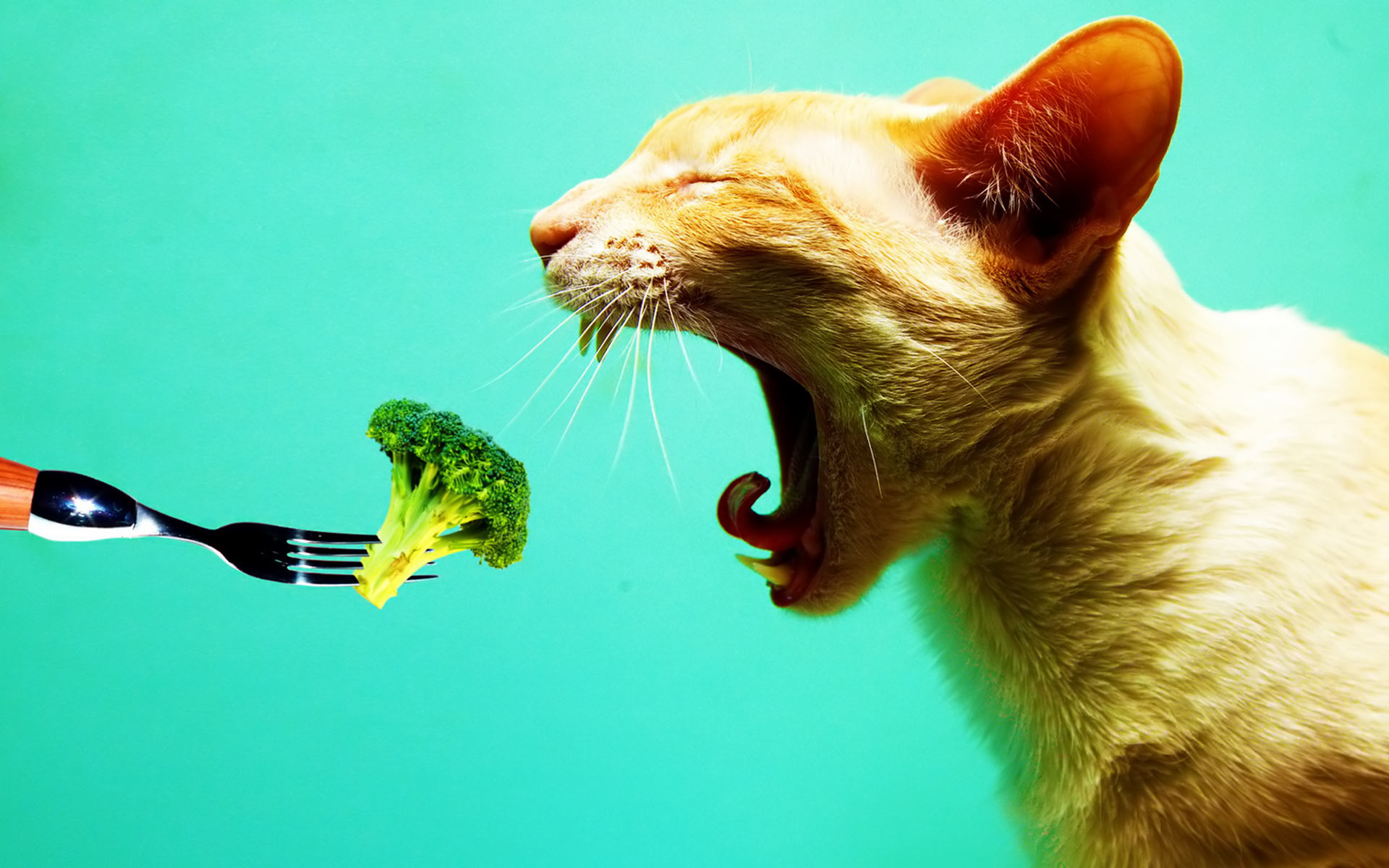 Скоро лето, пора на диету! кот брокколи  