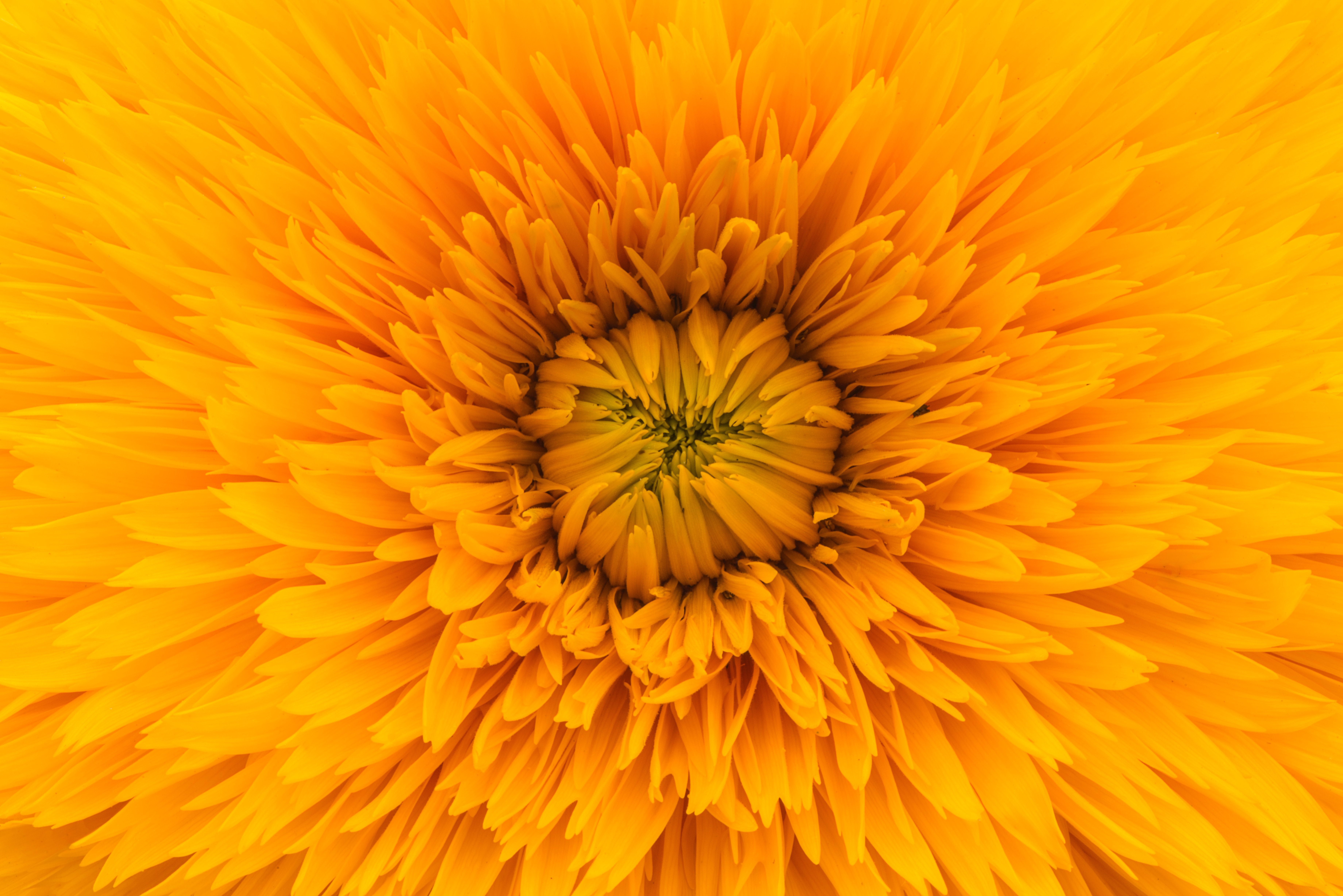 Солнечная гербера цветы  