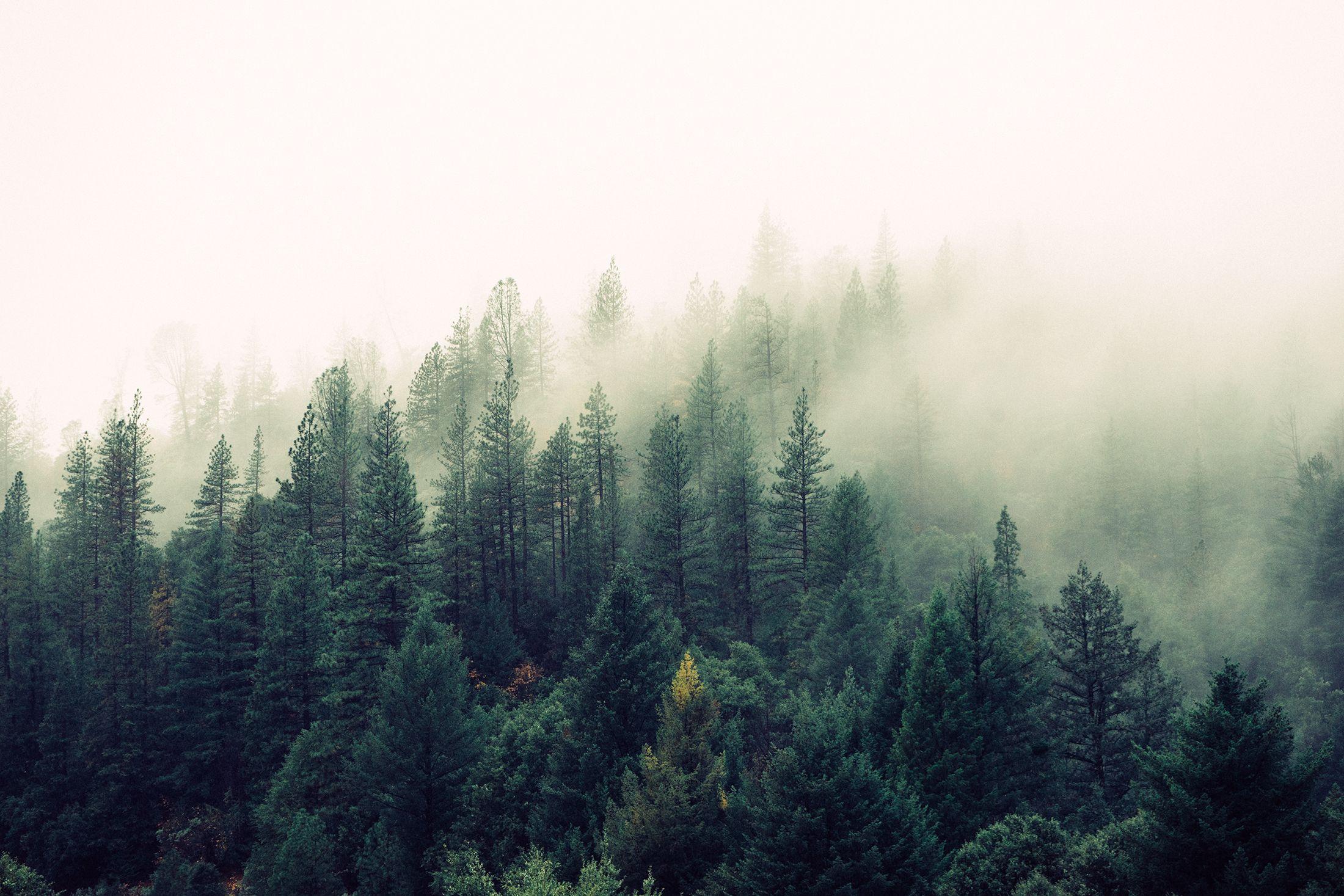 Туман в лесу туман лес дерево  