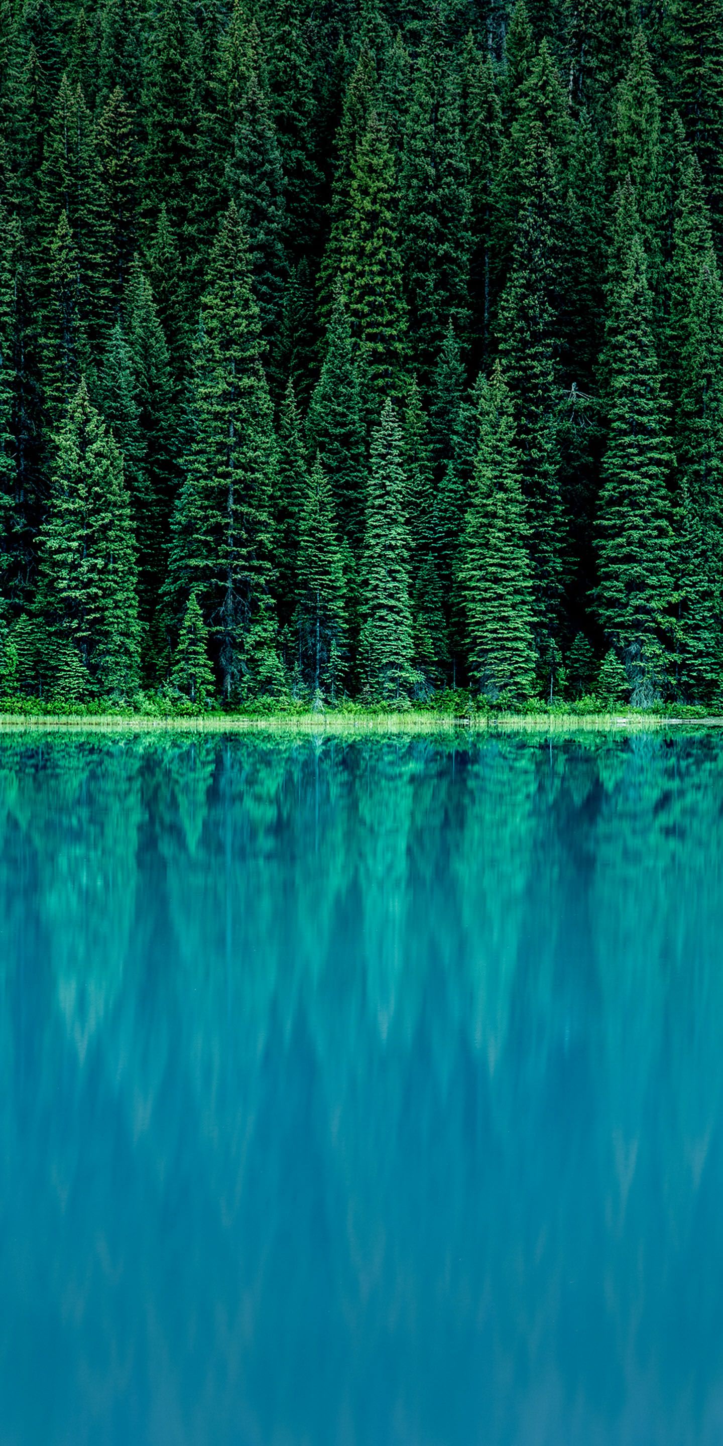 Озеро в лесу озеро лес  
