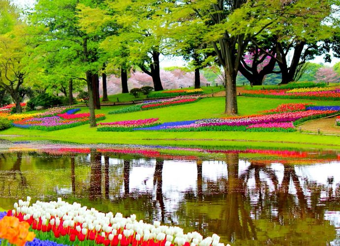 Весенний сад цветы тюльпаны дерево вода  