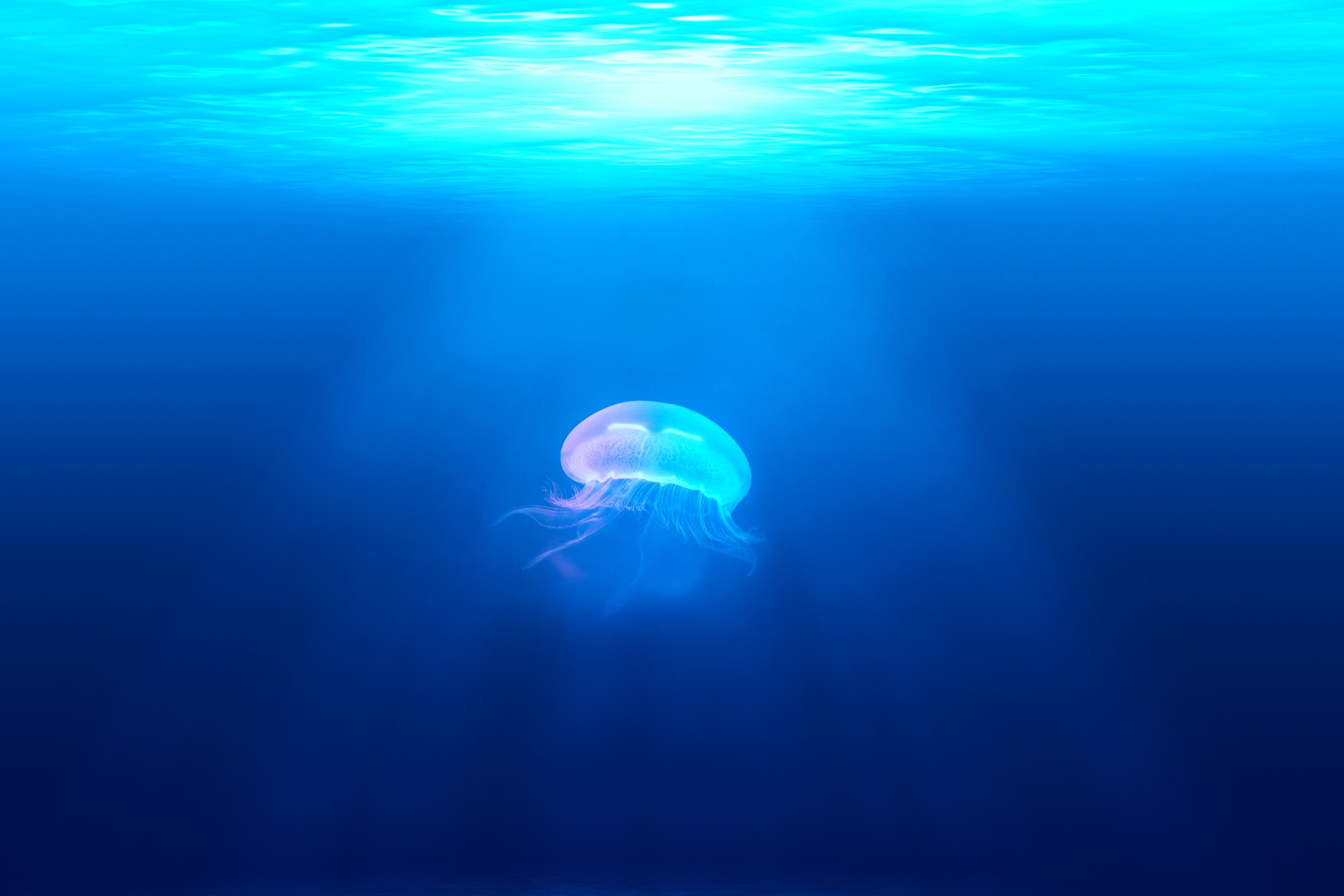 Медуза рыба море медуза  