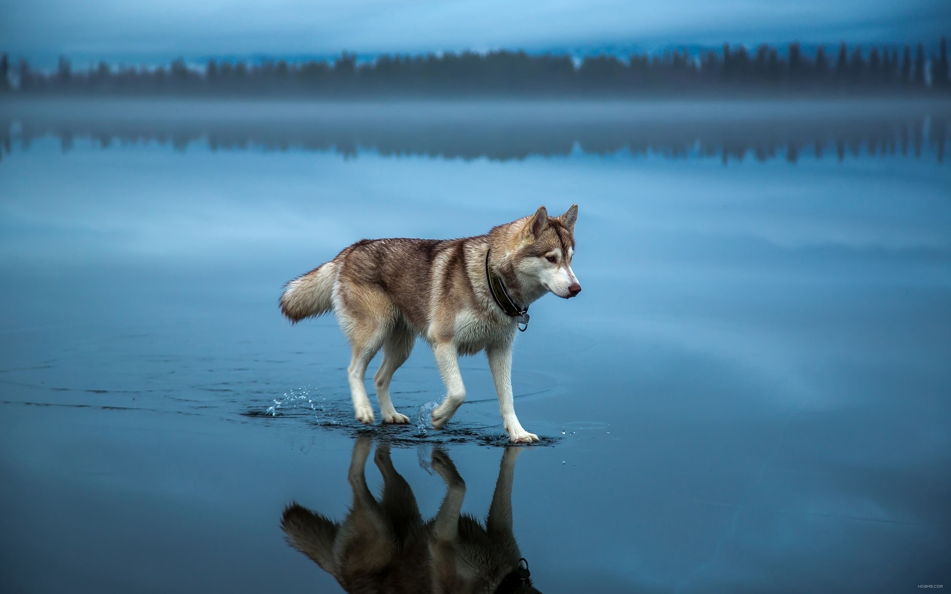 Хаски на замерзшем озере хаски собаки озеро  