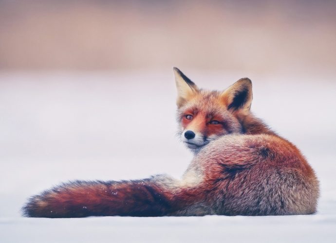 Рыжая лисица снег лиса  