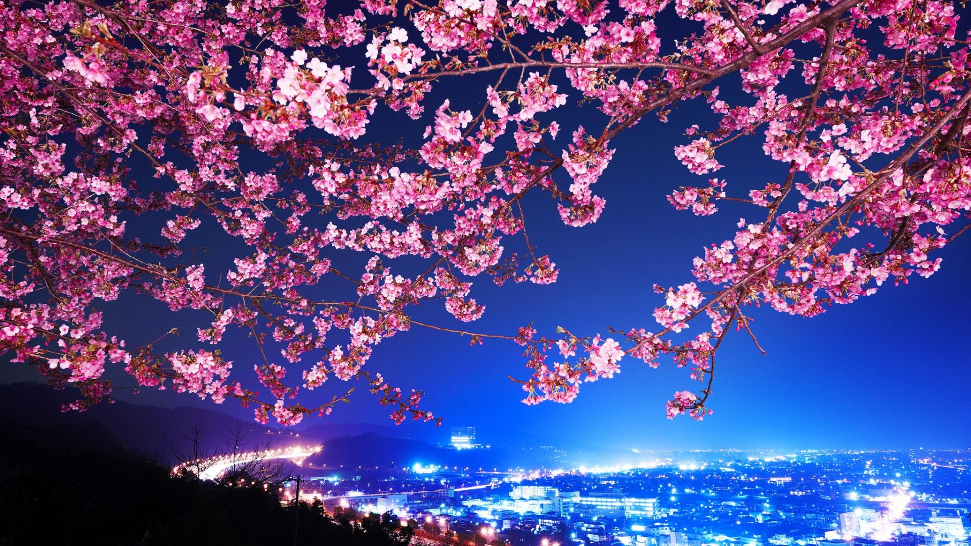 Вишневый цвет цветы сакура небо дерево вишня  