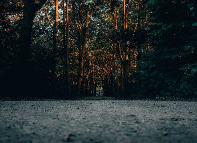 Утро в парке рассвет лес закат дорога дерево  