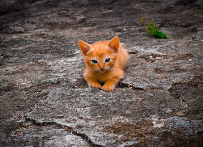 Милый рыжий котёнок кошки котенок кот  