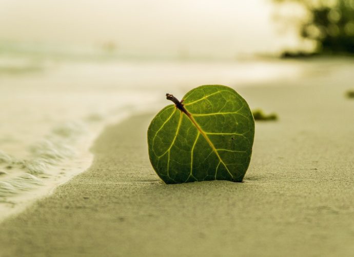 Лист на пляже песок море лето зелень дерево  