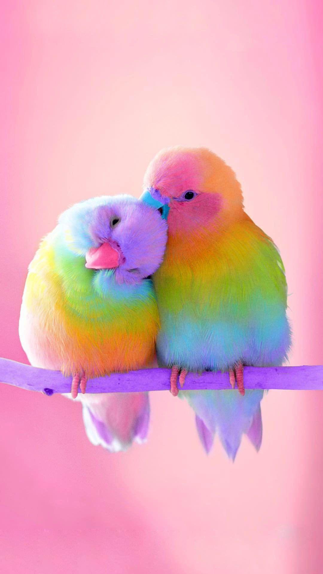 Попугайчики цвета радуга попугаи  