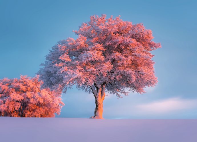 Зима снег лес зима деревья дерево  