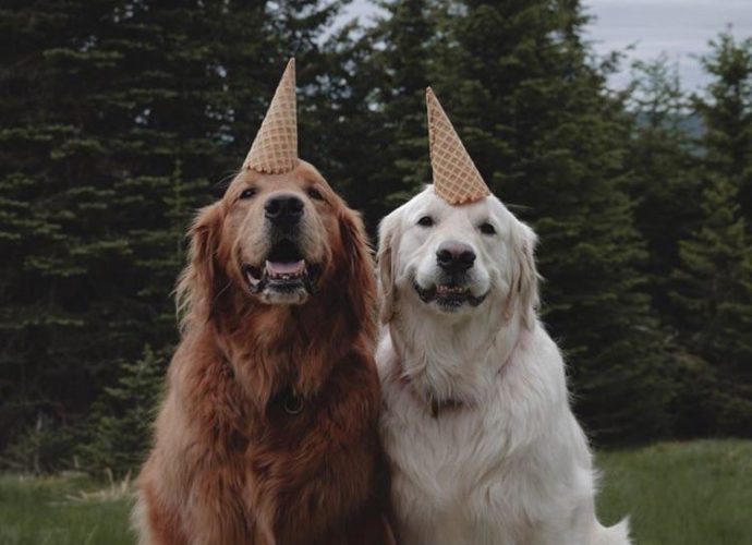 Хорошие мальчики собаки день рождения  