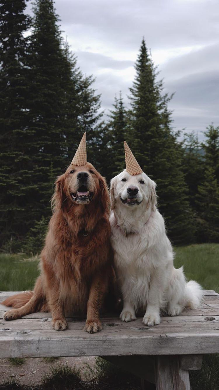 Хорошие мальчики собаки день рождения  